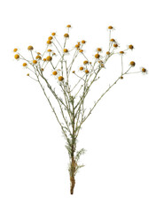 Many beautiful chamomile flowers on white background