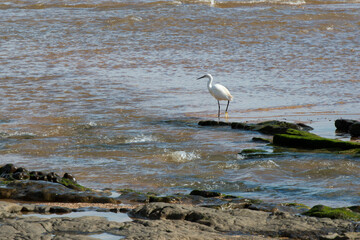 Elegant white little egret walking and showing its yellow foot. La Griega beach, Asturias, Spain