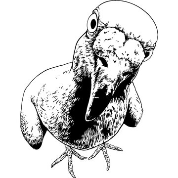 black and white pigeon looking down clip art preview