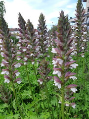 Fototapeta premium Acanthus spinosus
