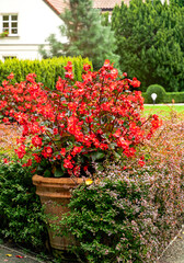 Colourful flower background. Blooming red begonia in a flowerpots