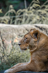 portrait of a lion