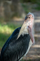 close up of a stork