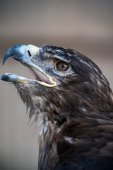 portrait of an eagle