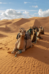 Fototapeta premium A caravans of camels rests