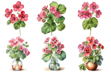 Pink geranium with green leaves illustrations set. Beautiful vibrant flowers isolated on white background for wallpaper or web design. Watercolor illustration.