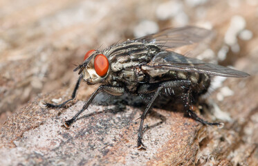 close up of a fly