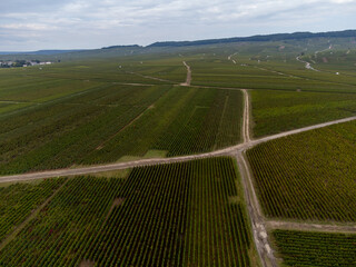 Harvest time on grand cru vineyards near Ambonnay and Bouzy, region Champagne, France. Cultivation of white chardonnay and black pinot noir wine grapes, aerial view on vineyard