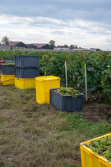 Harvest on grand cru vineyards near Ambonnay and Bouzy, region Champagne, France. Cultivation of white chardonnay wine grape, plastic boxes with cutted grape clusters