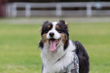 Beautiful portrait of a puppy with open mouth and pink tongue with blurred park at background