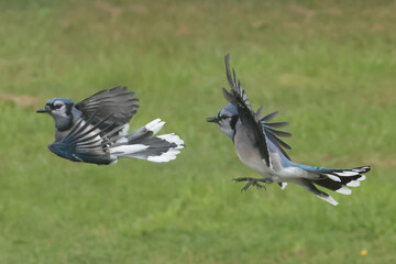 Blue Jays fighting for food on feeder in late summer