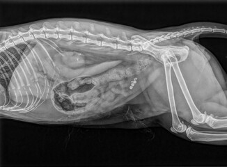 X-ray showing urinary stones in a cat
Radiographie montrant des calculs urinaires chez un chat