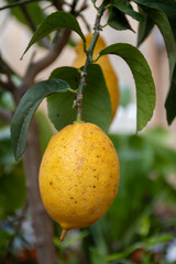 Ripe yellow lemons citrus fruits hanging on tree ready to harvest