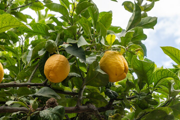 Ripe yellow lemons citrus fruits hanging on tree ready to harvest