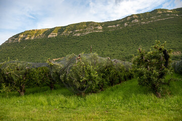 Young green Alpes de Haute-Durance apples growing on apple trees on fruit orchards near Sisteron, in Alpes-de-Haute-Provence, France