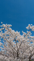 Beautiful cherry blossoms and blue sky