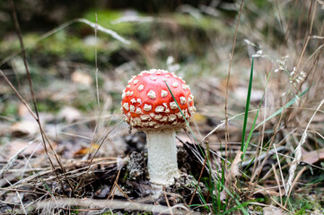Close-up of a striking red Amanita mushroom surrounded by forest foliage. Captures the beauty and...