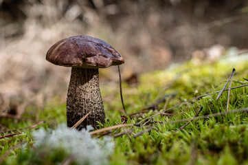 Close-up of a wild mushroom in its natural forest habitat, surrounded by moss and foliage. Captures the beauty of nature and the intricacies of forest ecosystems - Leccinum scabrum