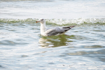 White grey seagull on the sea waves in sunny day