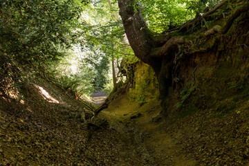  A Holloway, or track that is lower than the land on either side due to erosion or human activity, on the north downs in the Surrey hills near Guildford