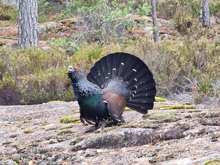 western capercaillie