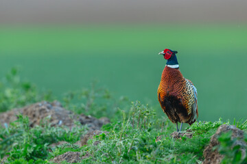 Pheasant, male Ring necked or common cock pheasant in Springtime, facing left on agricultural farmland.  Clean background with space for copy. Scientific name: Phasianus colchicus.