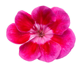 Obraz premium Pink Flower Top