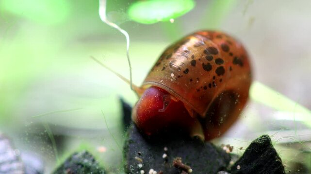 Aquarium snail Planorbidae, aquatic pulmonate gastropod mollusc. Macro nature, shallow depth of field. The snail eats Artemia salina eggs.