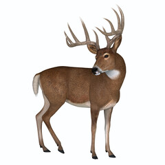 Whitetail Buck - The herbivorous White-tailed deer lives in North and South America and is an abundant species.