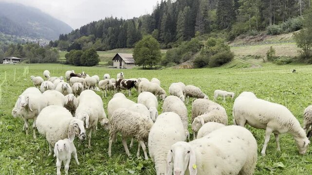 pecore gregge natura 