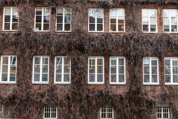 Naklejka premium The windows of the building are covered with ivy in early spring