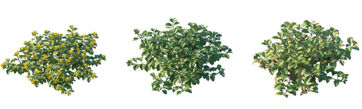 Set Lysimachia christinae (Sunburst) isolated png on a transparent background perfectly cutout high resolution