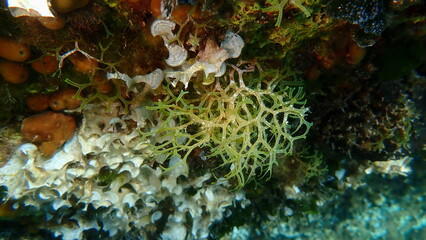 Brown algae forkweed or doubling weed (Dictyota dichotoma) undersea, Aegean Sea, Greece, Alonissos island, Chrisi Milia beach