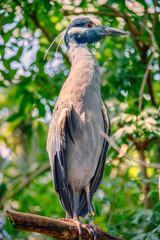 The yellow-crowned night heron, Nyctanassa violacea, is one of two species of night herons found in the Americas. Tampa, Florida, USA, 2019