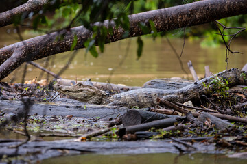 Caiman in Caño Negro Wildlife Refuge, Costa Rica