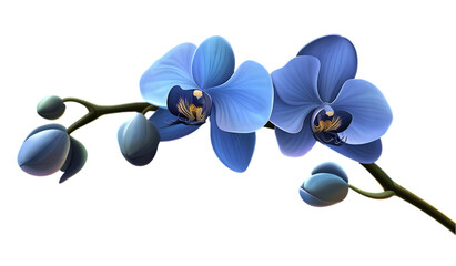 Blue Orchid Flowers with Closed Buds on Transparent Background
