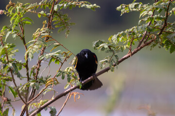 Red-winged Blackbird in Cano Negro Wildlife Refuge, Costa Rica