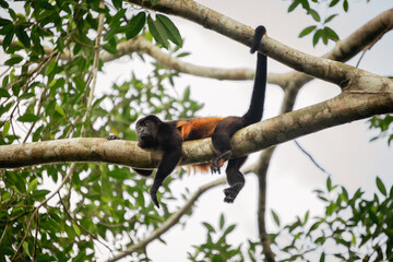 Howler monkey (Alouatta palliata) in Caño Negro Costa Rica.