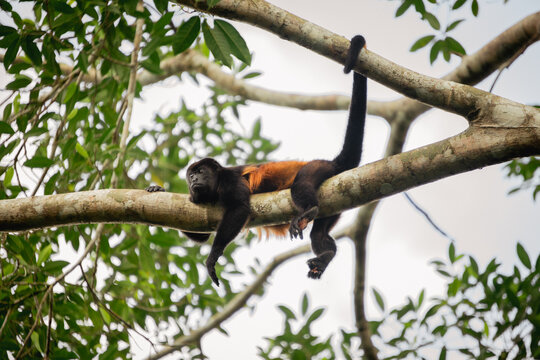 Howler monkey (Alouatta palliata) in Ca&ntilde;o Negro Costa Rica.