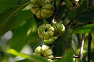Garcinia gummi-gutta is a tropical species of Garcinia native to South and Southeast Asia. Common names include Garcinia cambogia, brindle berry, and Malabar tamarind, kokum, kudampuli