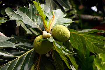 breadfruit, (Artocarpus altilis), tree of the mulberry and jackfruit family (Moraceae) and its...