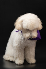 Looking down white poodle dog