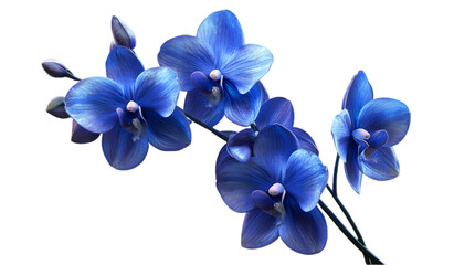 Fototapeta premium Blue Orchid Blossoms with Detailed Petals on Transparent Background 