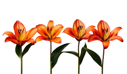 Elegant Orange Lily Flowers in Full Bloom on a Transparent Background for Botanical Art and Nature-Inspired Designs