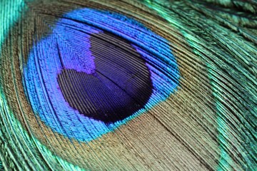 Beautiful bright peacock feather as background, macro view