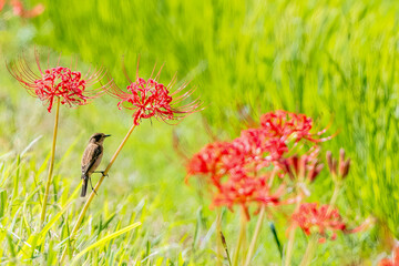 彼岸花にとまるノビタキ