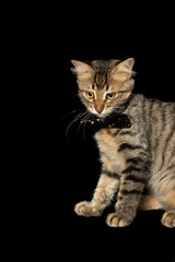 A playful kitten with a vibrant bow tie around its neck sits against a sleek black background, highlighting its adorable features and adding a touch of elegance to the scene.