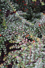 Fototapeta premium Close up of small tiny deep green leaves on the branches with orange-red berries. Autumn season, daytime. Background or backdrop. Blurred on the front