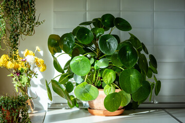 Closeup of trendy Pilea peperomioides houseplant in terracotta pot at sunlight at kitchen home....