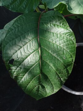 The leaf of quina